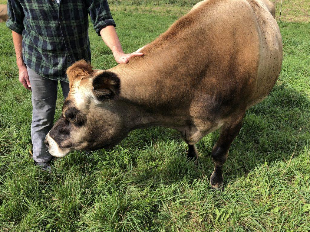 Stina Kutzer, owner and farmer of Gammelgården Creamery, pets 14-year-old Babette, the farms first cow. Rachel Scharf/Managing Editor