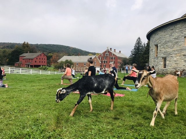 At the Hancock Shaker Village, visitors can start the day off with an hour-long yoga session alongside goats. Kristen Bayrakdarian/Staff Writer