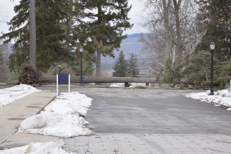 A tree blocked Mission Hill Drive after winds knocked it over on Monday.
SABRINE BRISMEUR/PHOTO EDITOR