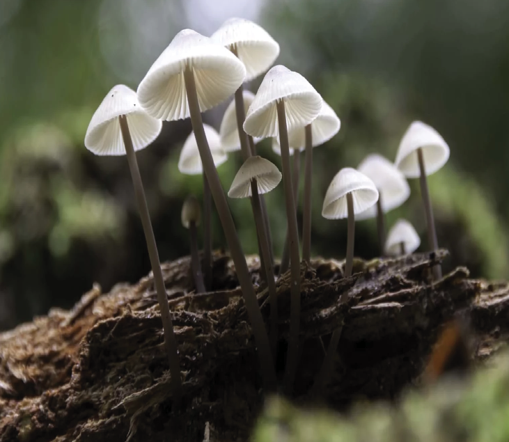 Box Office Hours: “Fantastic Fungi” with Katya King