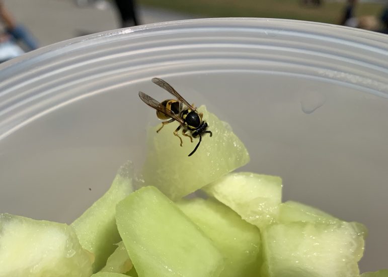 Those stinging creatures? They’re yellow jackets, not bees.