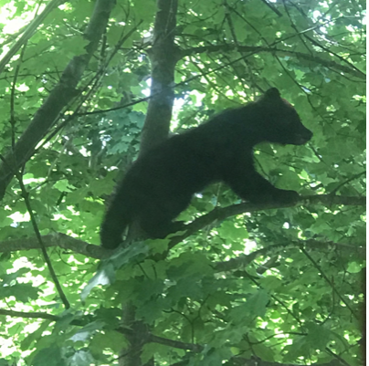 A bear cub got stuck in a tree in Scott Lewis’s Williamstown yard. (Photo courtesy of Scott Lewis.)