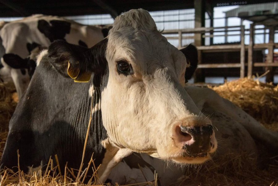 A24’s documentary Cow tells the life story of a mother cow named Luma. (Photo courtesy of Images Cinema.)